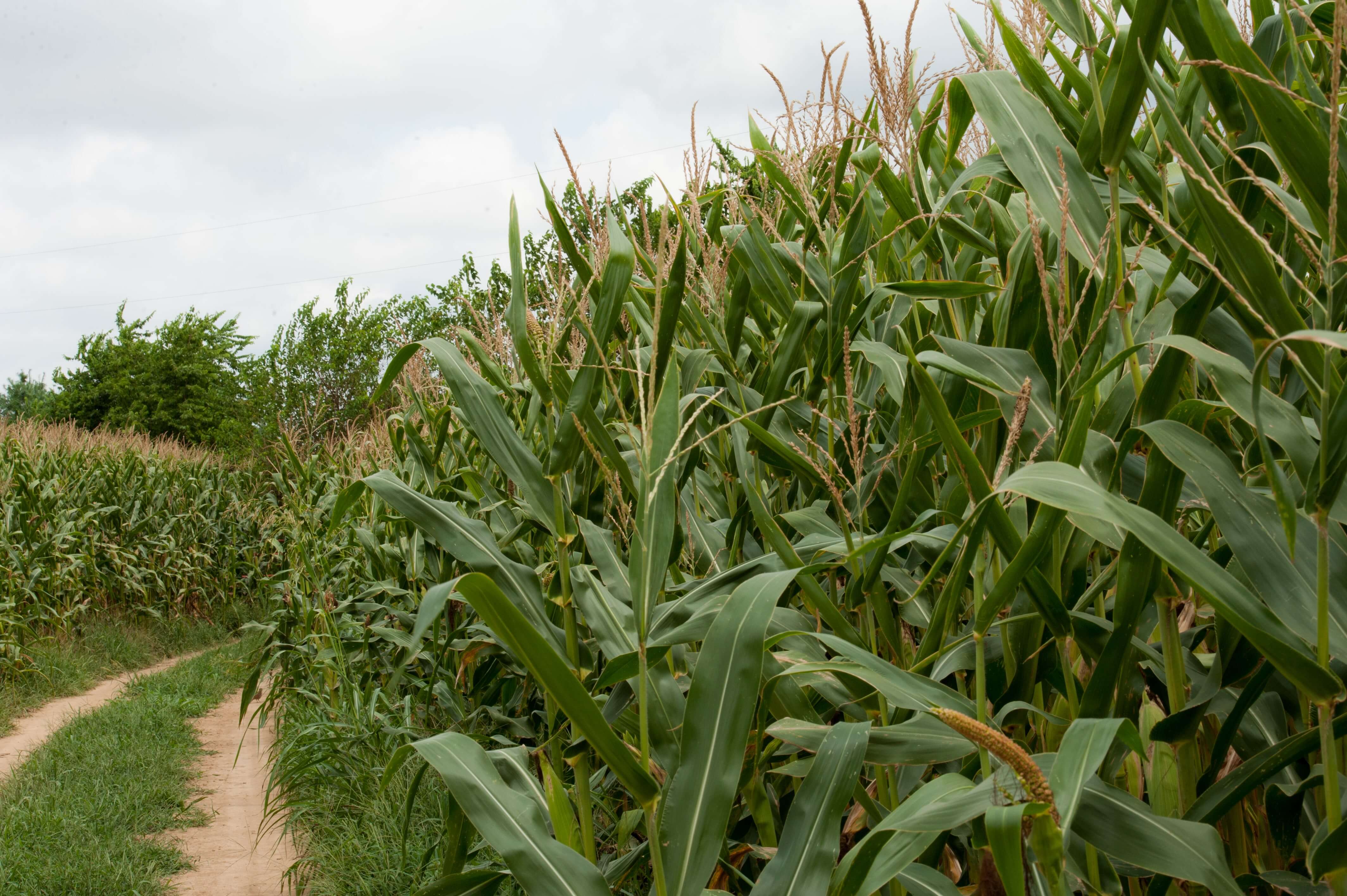 SpringfieldCorn8.19&copy;NSparkman-9-min(1)